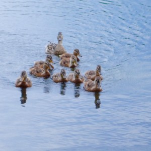 ducks